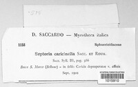 Septoria caricinella image